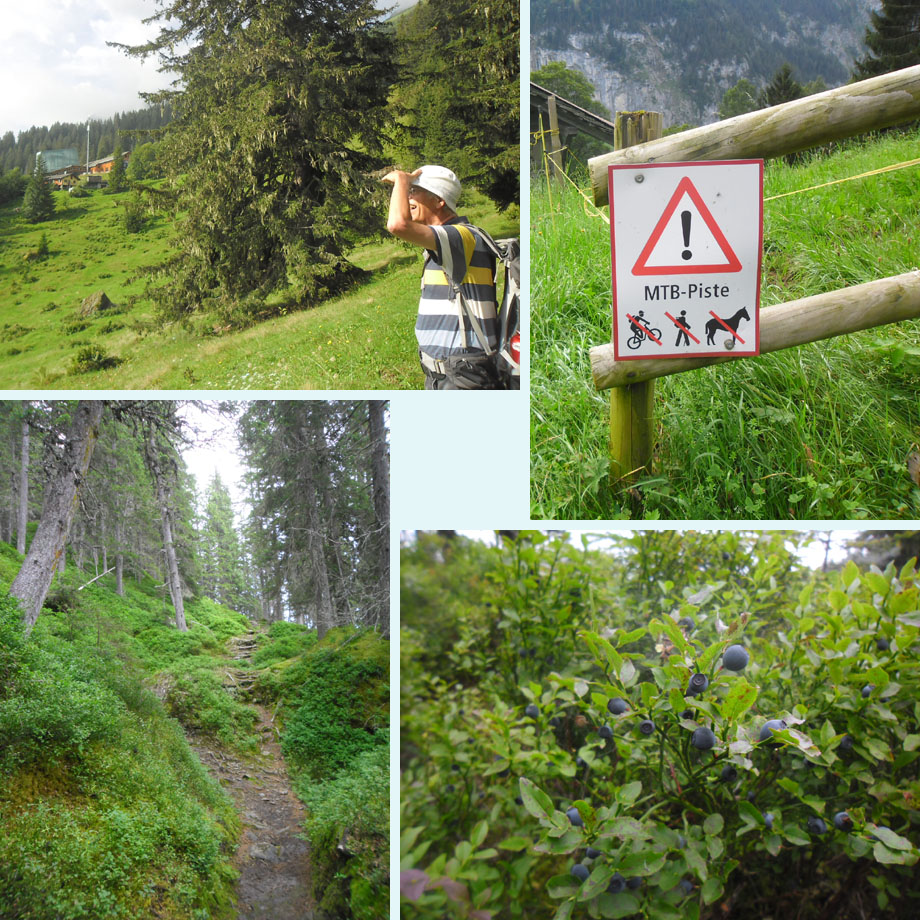 vlakbij Grutschalp, alleen als je naar beneden fietst, bos vol mos, en met bosbessen natuurlijk