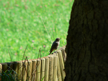 een van onze roodstaartjes