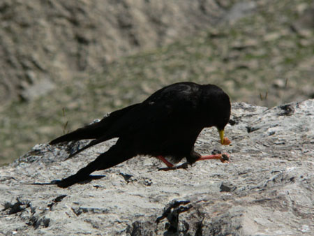 gelokt met wat brood