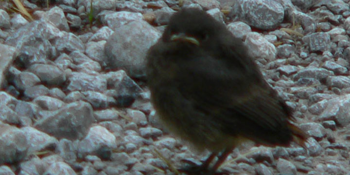 jonge zwarte roodstaart