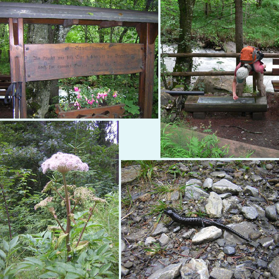 Schwefelbrunneli, niet gorgelen, engelwortel, alpensalamander