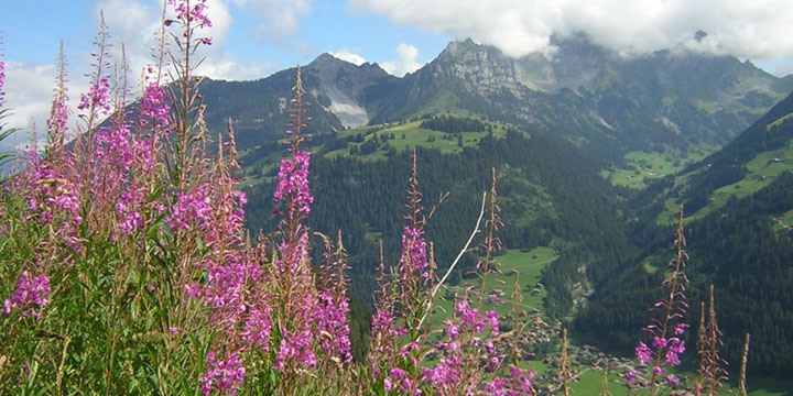 uitzicht in de ochtend