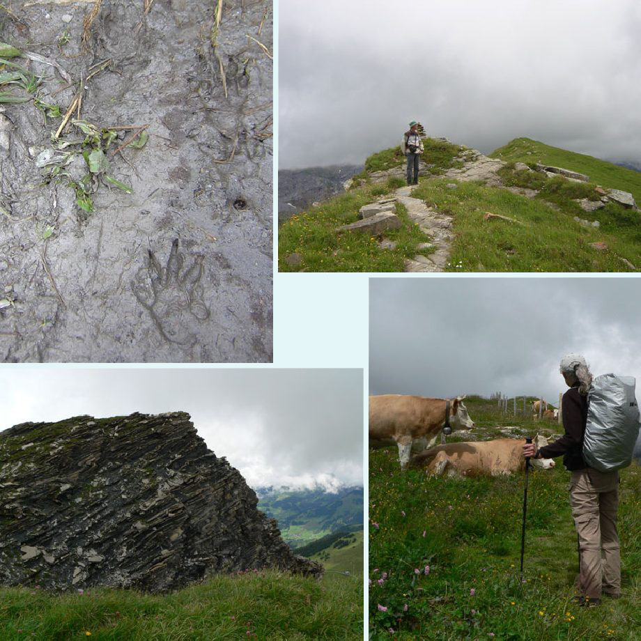 liep hier een murmeltier?, over de graat, mooi gesteente, nu nog Milka-kleuren