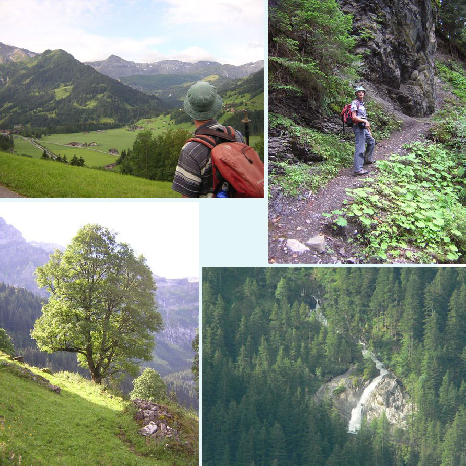 dit ken ik ergens van, bij de Rothenbach, mooie bergahorn, Rezligletscherbach