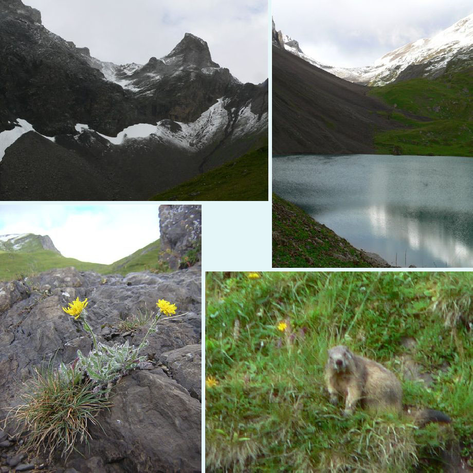 verse sneeuw, Iffigsee, viltig havikskruid, murmeltier