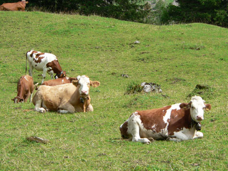 koeien bij Iffigenalp