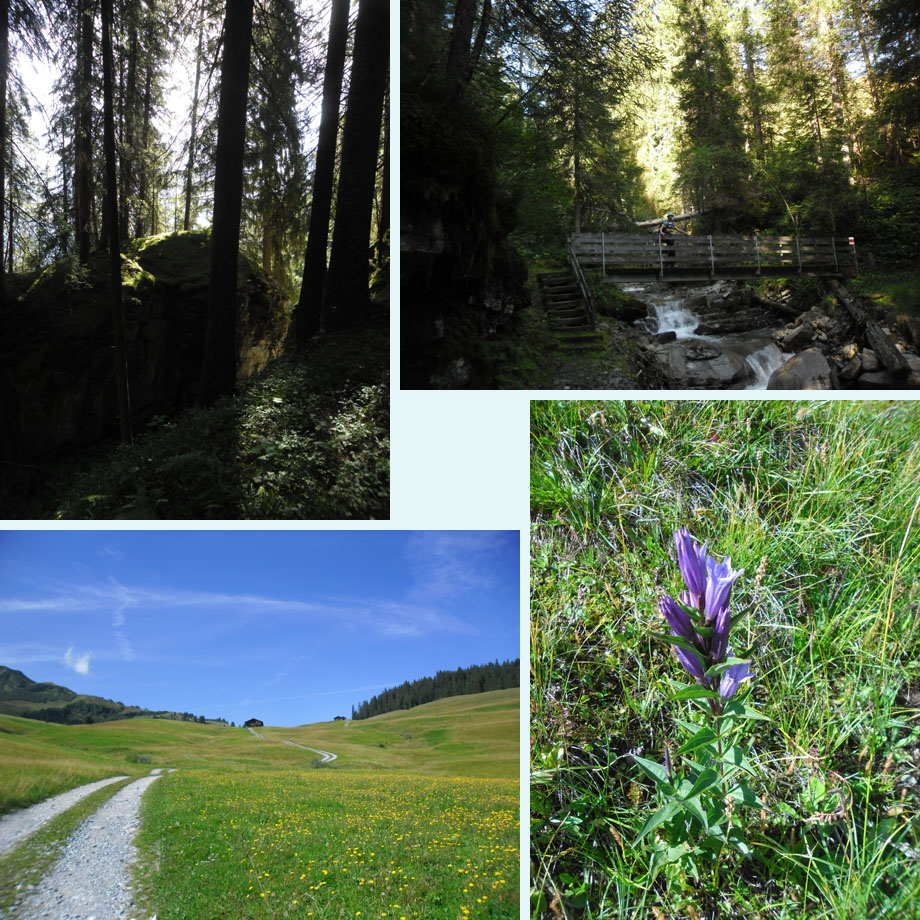 donker naaldbos, over de beek, bijna bij de Reulisenpass, gentianen