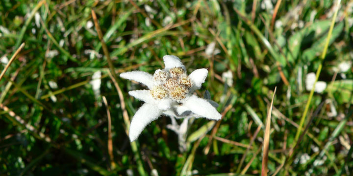 edelweiss