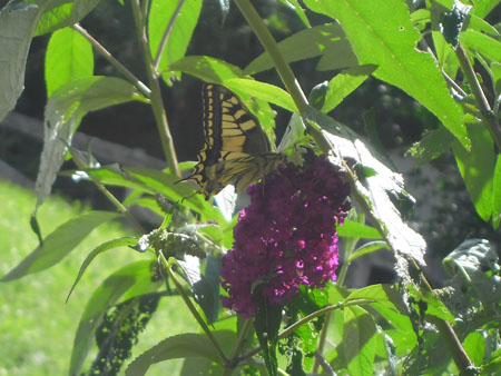 koninginnenpage op bezoek
