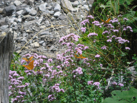 hongerige keizersmantels