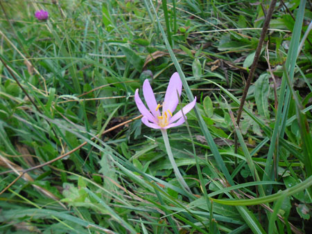 eerste herfsttijloos