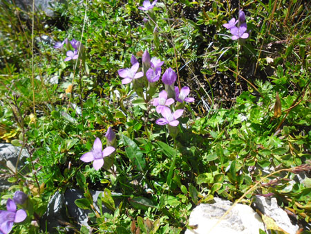 gentianen