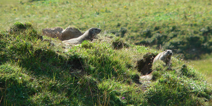 bij de murmeltierenburcht