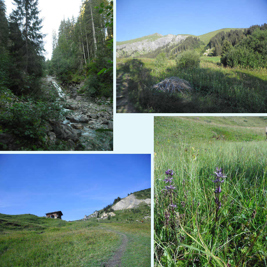 Wallbach, uitzicht, Lochberg, poelgentiaan