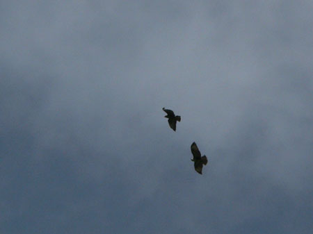 buizerds in de lucht