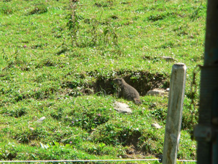 weer murmeltiere