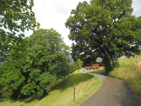 mooie bergahorn