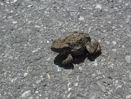 padje op pad