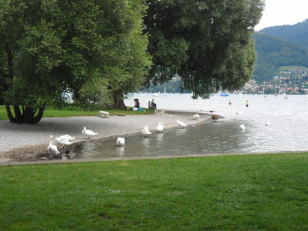 het zwanenmeer