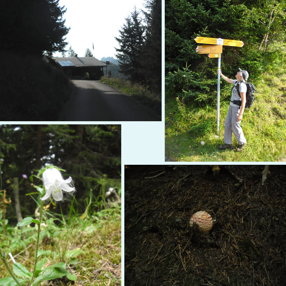 bij Laubbargli; naar de Schatthorn; mooi klokje; verse paddenstoel