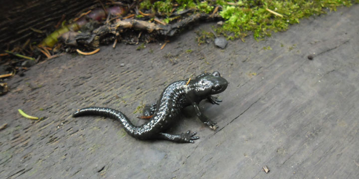 toch nog een alpensalamander