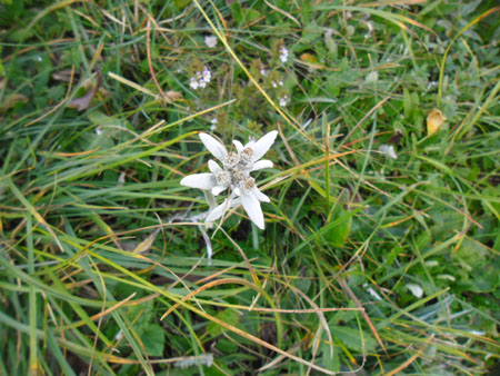 ja, edelweiss