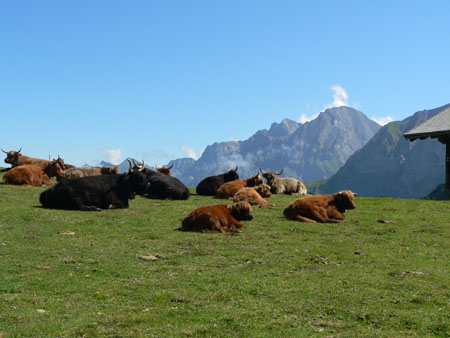 Zwitserse Hooglanders