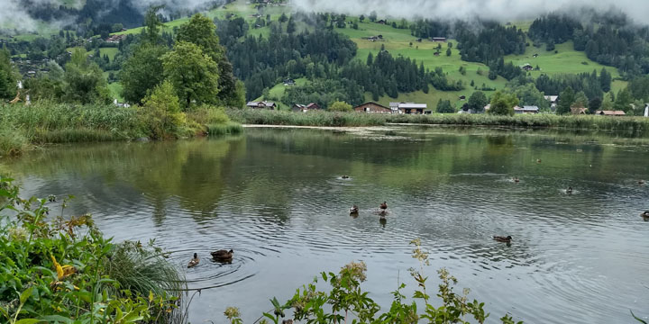 eendjes op de Lenkersee