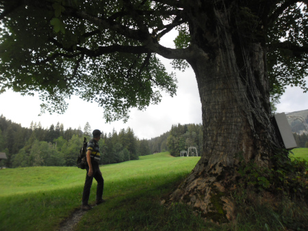 partytree