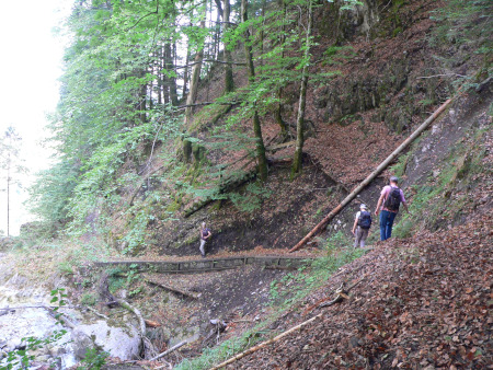 door het beukenbos