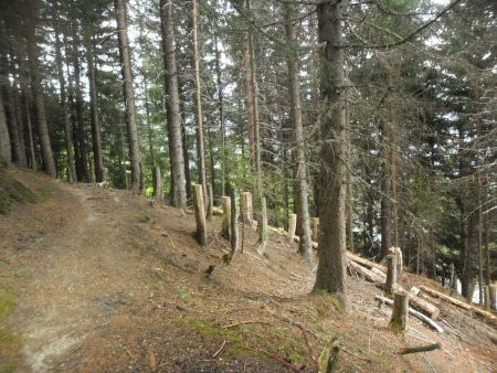 droog bos