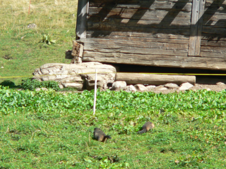 murmeltiere in de wei