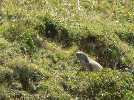 nog meer murmeltiere