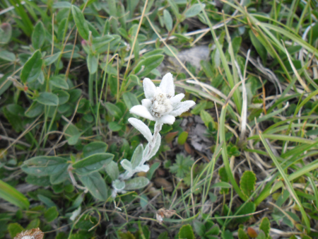 de eerste edelweiss