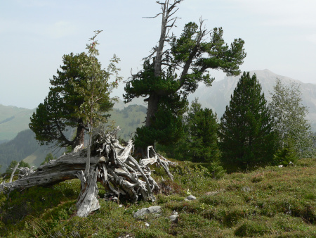 fraai dood hout