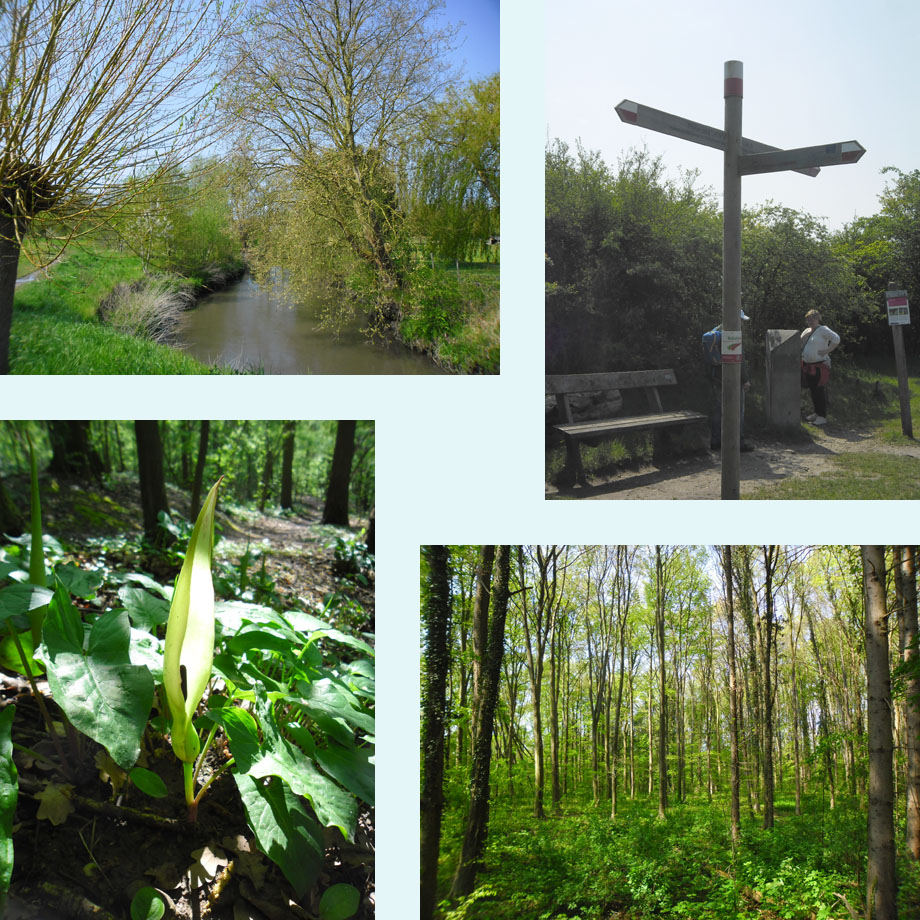 de Jeker, bekend punt op de St. Pietersberg, bloeiende aronskelk, frisgroen bos