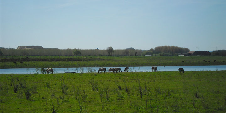 konikpaarden in de Hochter Bampd