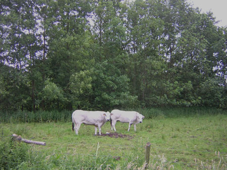landelijk plaatje