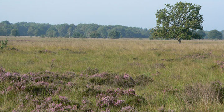uitzicht over de Kampina