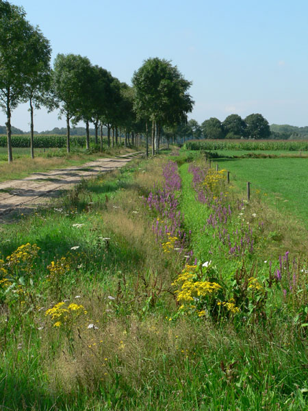 favoriet bij vlinders