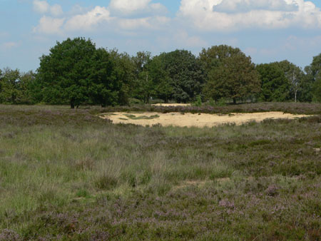 Kampina in de middagzon
