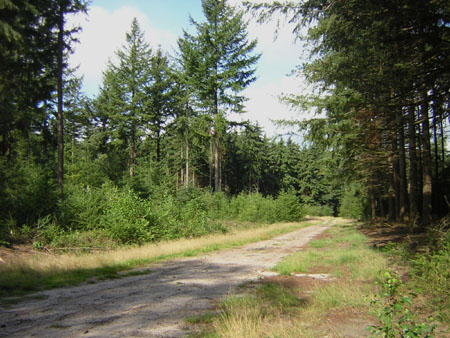 stilte in het bos
