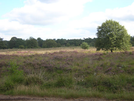 Straatsche heide