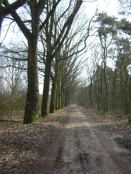 bomenlaantje