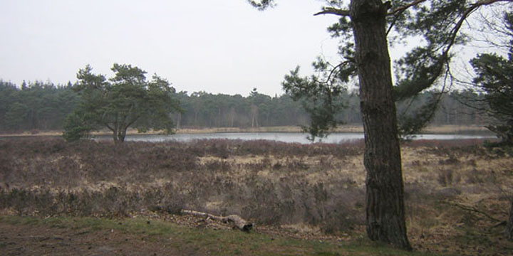 Meeuwven