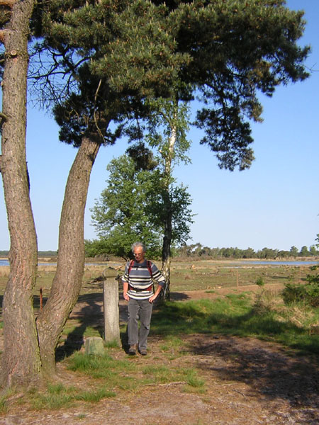 Hoenderboom