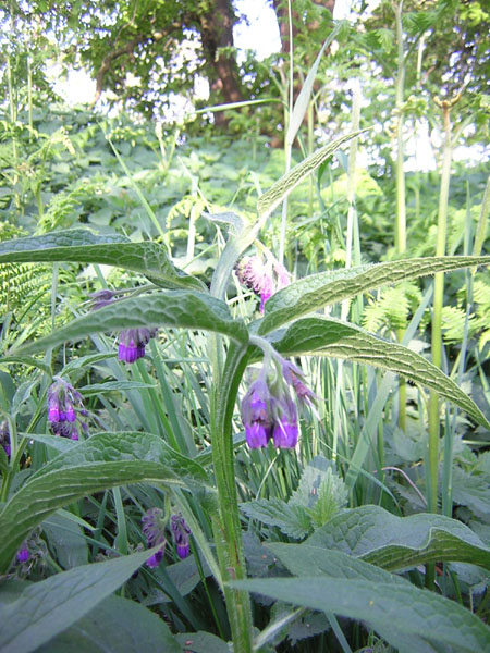 smeerwortel