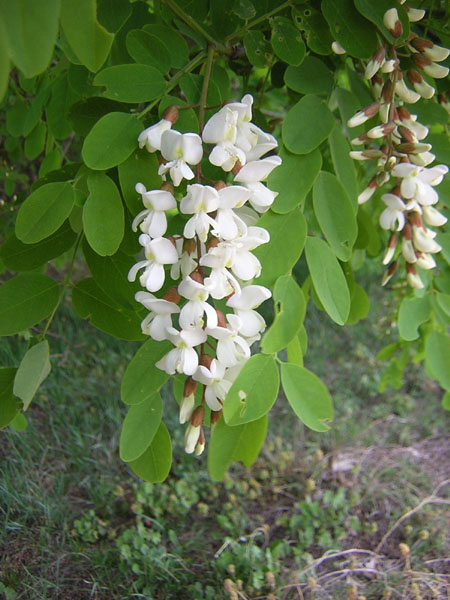 bloeiende acacia