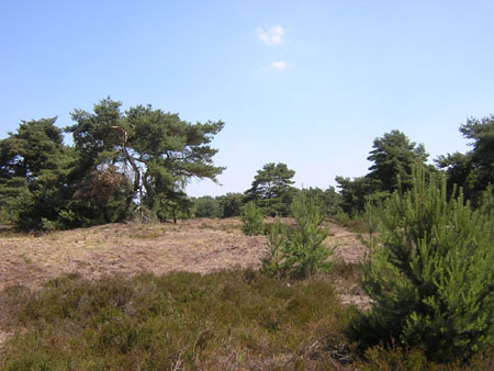 grafheuvel?