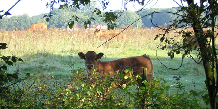 kleine weitjes hier